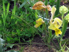 Gladiolus virescens