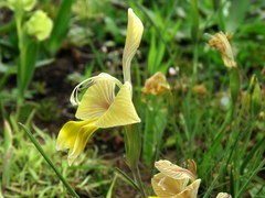 Gladiolus virescens