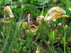 Gladiolus virescens