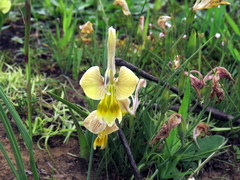 Gladiolus virescens