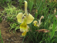 Gladiolus virescens