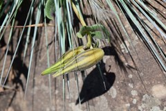 Xysmalobium