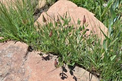 Xysmalobium