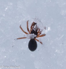 Walckenaeria castanea