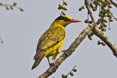 Black-Naped Oriole photo 3
