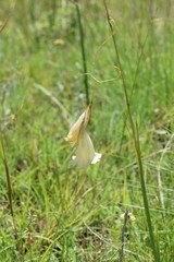 Dierama luteoalbidum