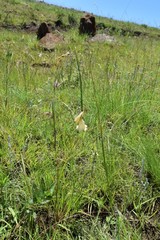 Dierama luteoalbidum