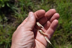 Dierama luteoalbidum