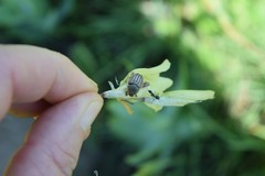 Dierama luteoalbidum