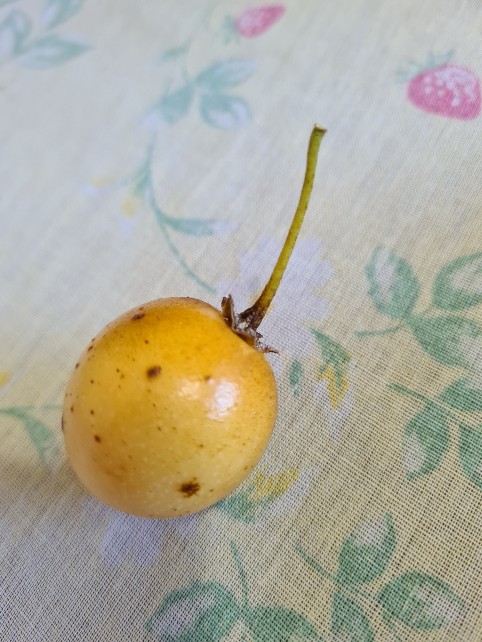 Imagem de Tomatinho-do-mato