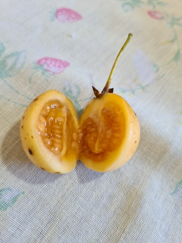 Foto de Tomatinho-do-mato