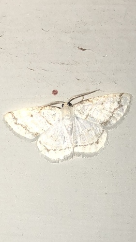 Virgin Moth photo 2