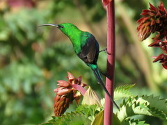 Malachite Sunbird photo 2
