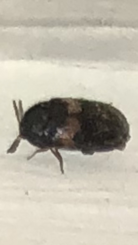 Trogoderma primum