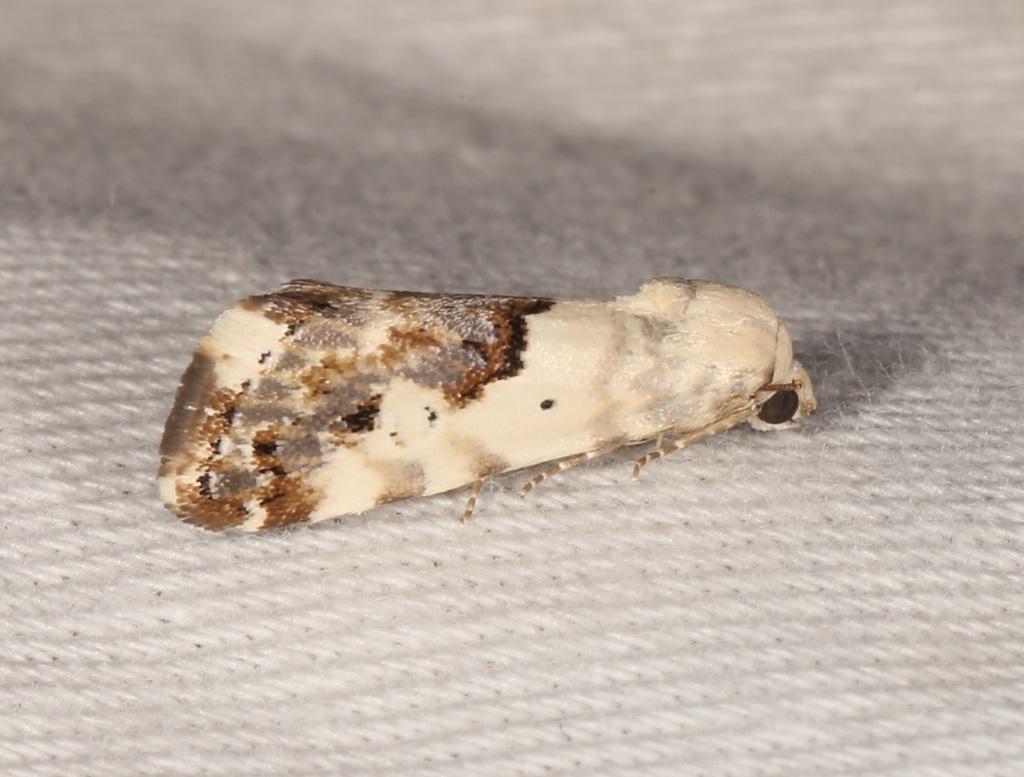 Ponometia sutrix