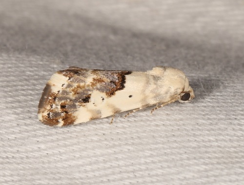 Ponometia sutrix