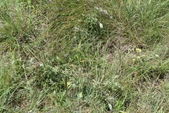 Argyrolobium sericosemium