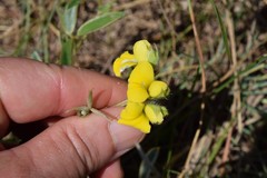 Argyrolobium sericosemium