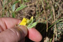 Argyrolobium sericosemium