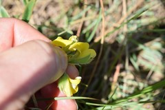 Argyrolobium sericosemium