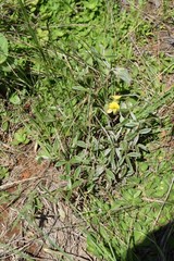 Argyrolobium sericosemium