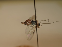 Aleiodes terminalis