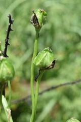 Albuca nelsonii
