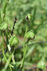 Albuca nelsonii