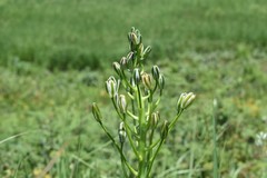 Albuca nelsonii