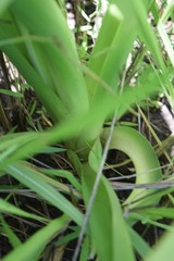 Albuca nelsonii