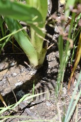 Albuca nelsonii