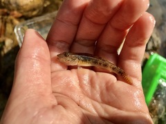 Rhinogobius similis