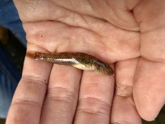 Rhinogobius similis