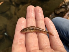 Rhinogobius similis