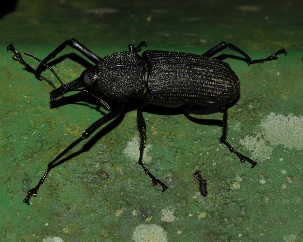 Bearded Weevil