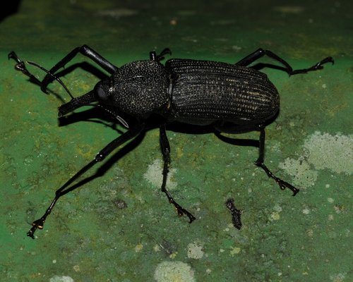 Bearded Weevil