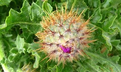 Centaurea polyacantha