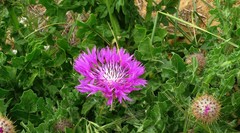 Centaurea polyacantha
