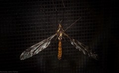 Ischnotoma