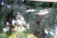 Streptopelia semitorquata