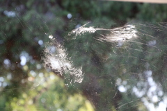 Streptopelia semitorquata