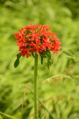Silene chalcedonica