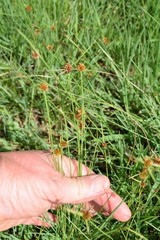 Cyperus erectus