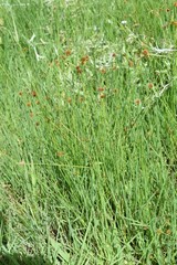 Cyperus erectus