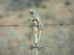 Agama aculeata