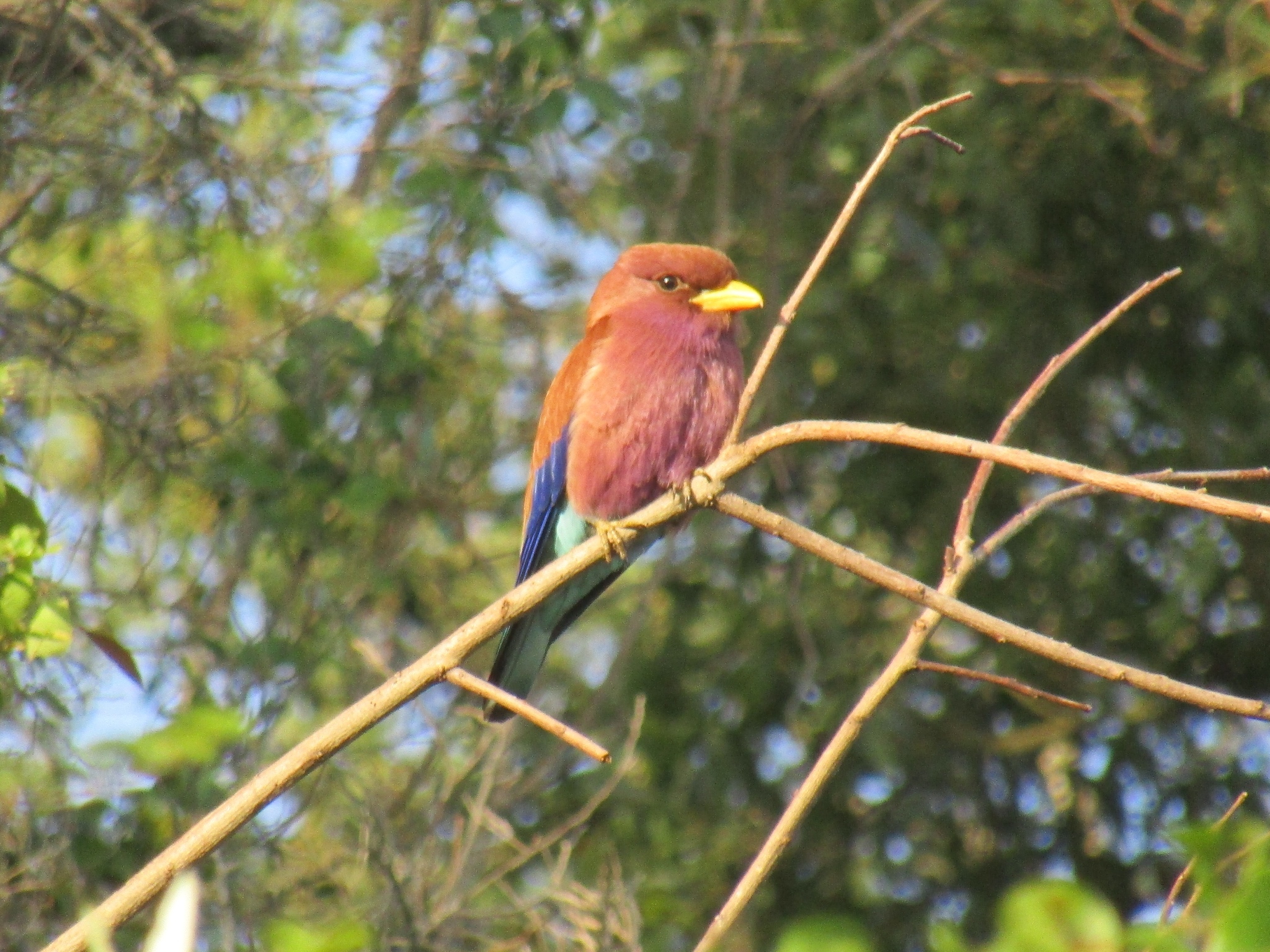 Broad-billed Roller (Eurystomus glaucurus)