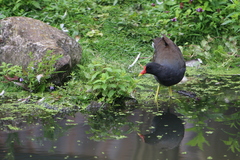 Gallinula chloropus
