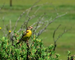 Emberiza aureola