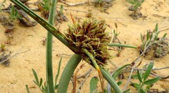 Cyperus capitatus