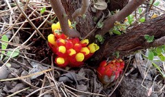 Cytinus hypocistis macranthus